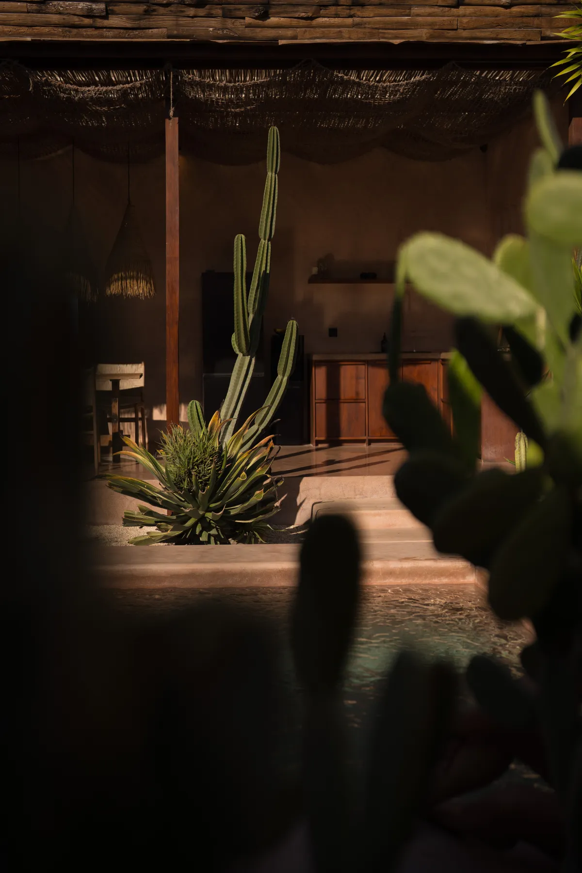 Cactus courtyard at dusk